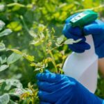 est ce que le vinaigre blanc tue les mauvaises herbes