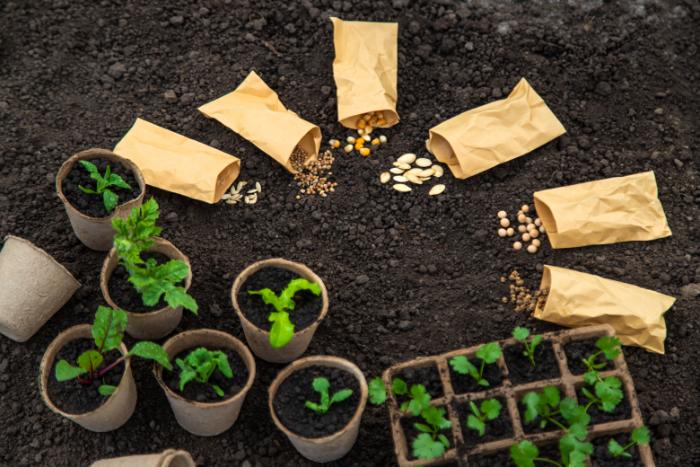 utilisation des graines pour son potager