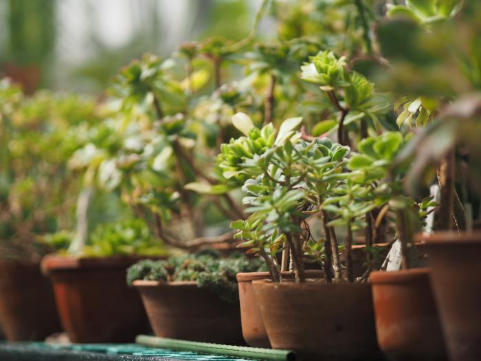 quels plants choisir pour un balcon