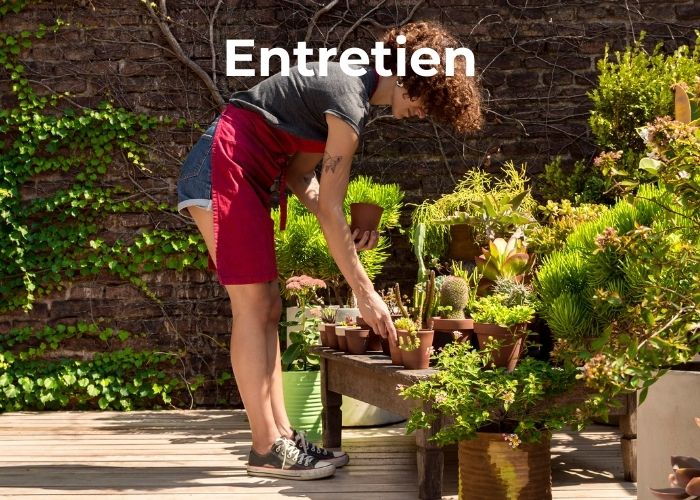 aménagement petit jardin entretien