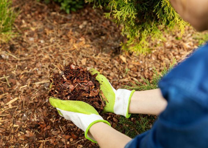 faciliter l'entretien avec du paillage