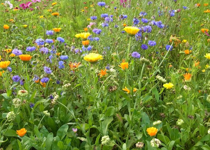 favoriser la biodiversité