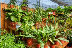 meilleurs sites pour acheter ses plantes